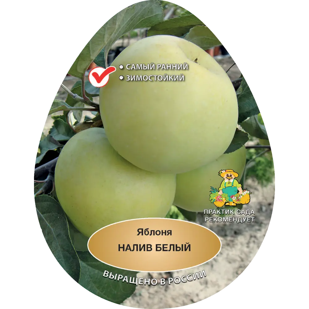 Яблоня Налив белый h200 см Поиск Инвест 84399300 STLM-2026570 Santreyd 