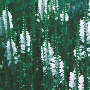 WP00232 Фотообои Verol Фотообои decoline 1х1 м