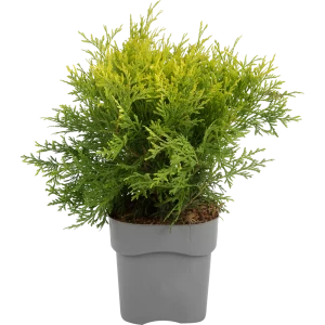 Туя Голден Глоб 17x40-45 см 82767426 STLM-2137724