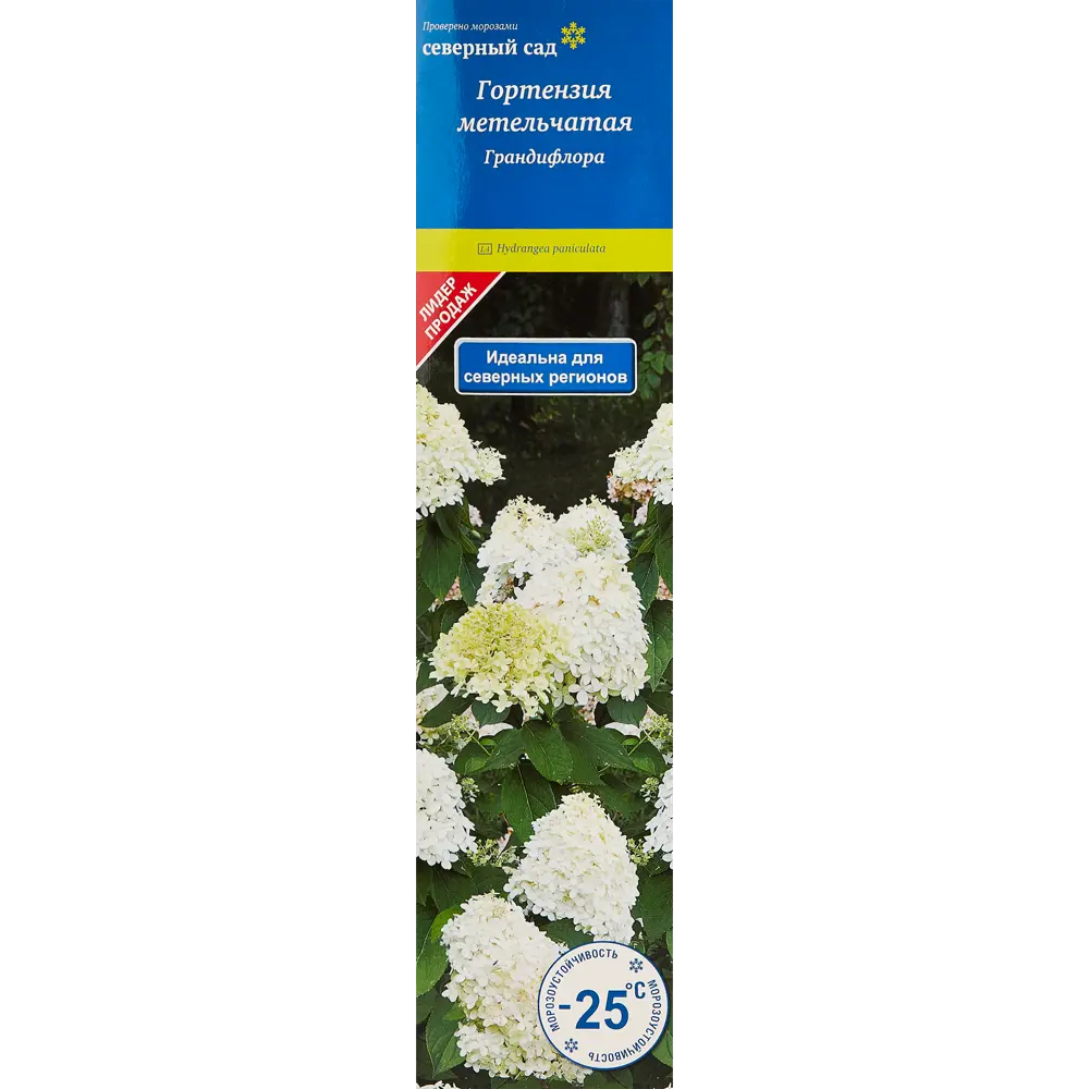 Гортензия Грандифлора ø9 h39 см 83738713 STLM-2168023 Santreyd 