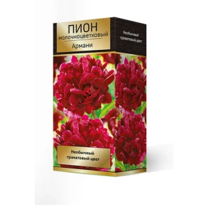 Пион молочноцветковый травянистый «Армани» разбор 2-3 82661846 STLM-2064693