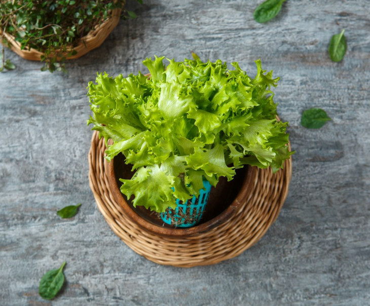 7406 Салат "Фриссе" в горшочке Выращено Рядом (iFarm) Вкусляндия 