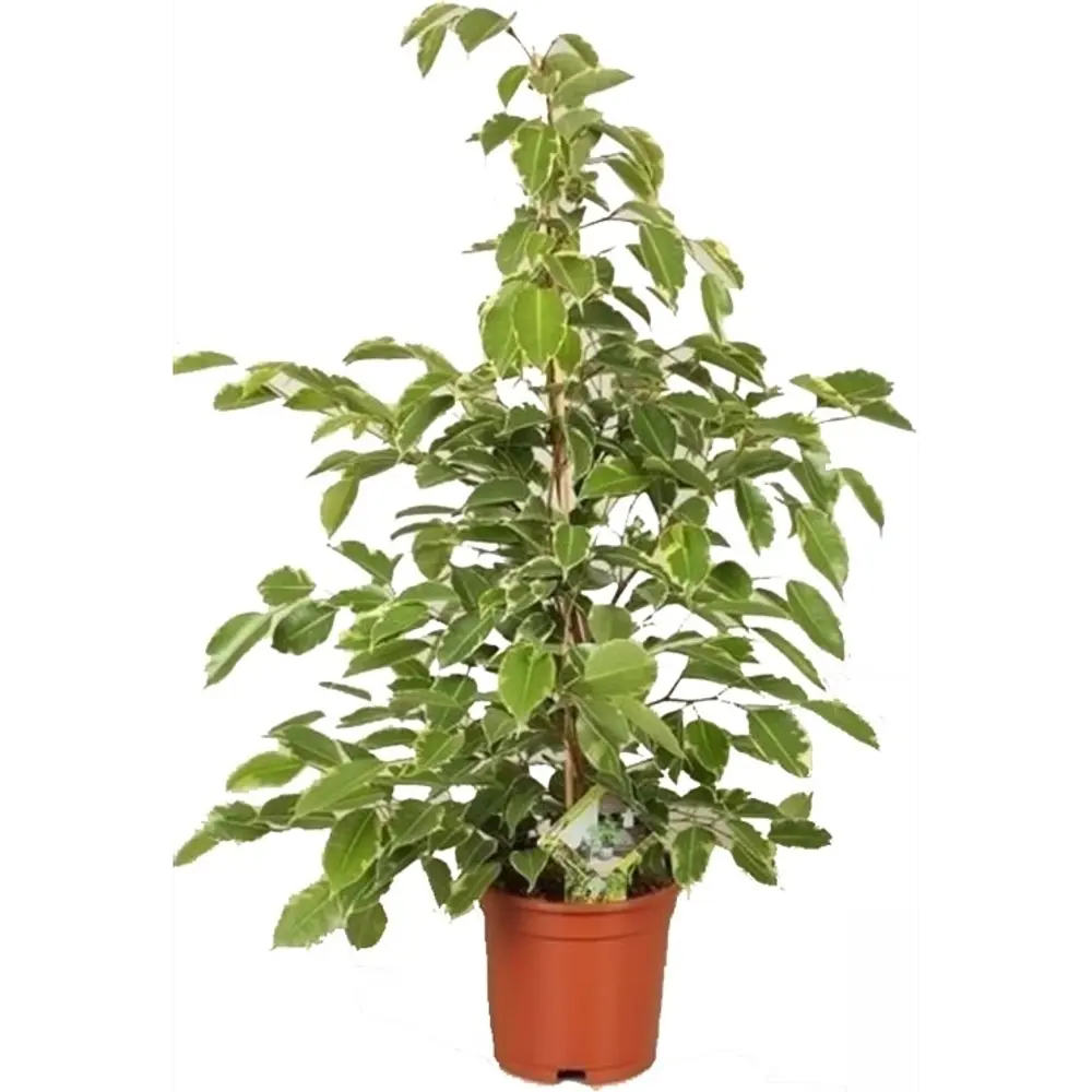 Santreyd Фикус Бенджамина Голден Кинг с золотистой листвой 82877339 STLM-0966642