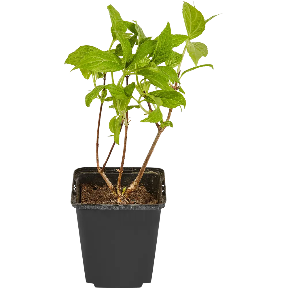 Santreyd Гортензия метельчатая микс - декоративный садовый кустарник 87718464 STLM-0075249 - Вид №2