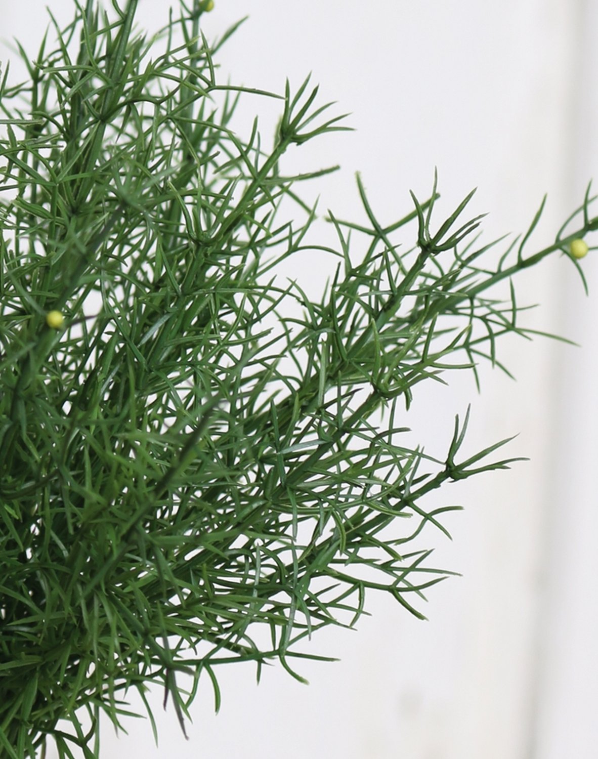 5200 883 a2 Шелковый куст папоротника спаржи, 25 см, зеленый H-andreas  - Вид №1