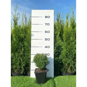 89355460 Туя Тэдди h20 - 40 см STLM-0950296