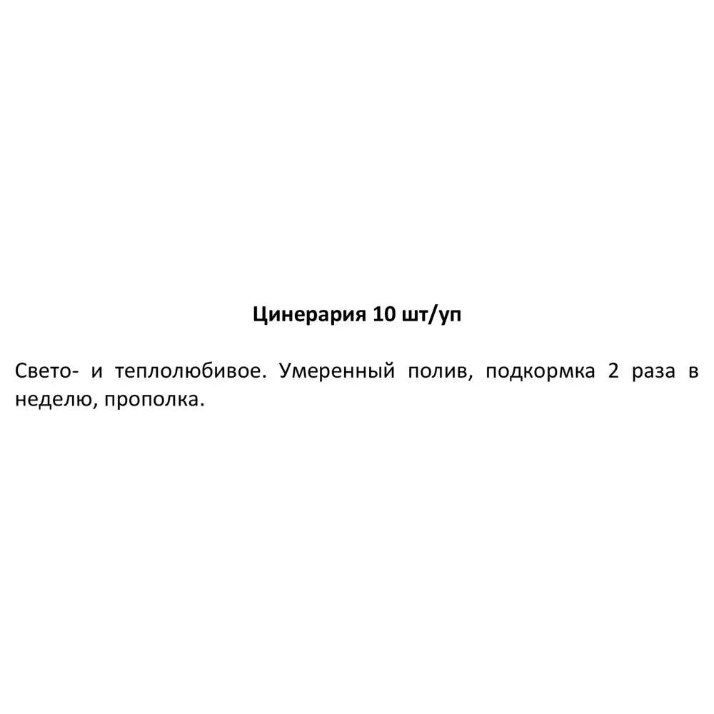 Рассада Цинерария h20 см, 10 шт. 83248333 STLM-2198039 Santreyd  - Вид №3