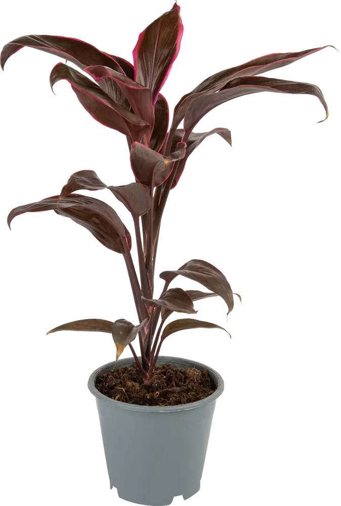 Кордилина Santreyd — изящное комнатное растение с ароматными цветами 85062750