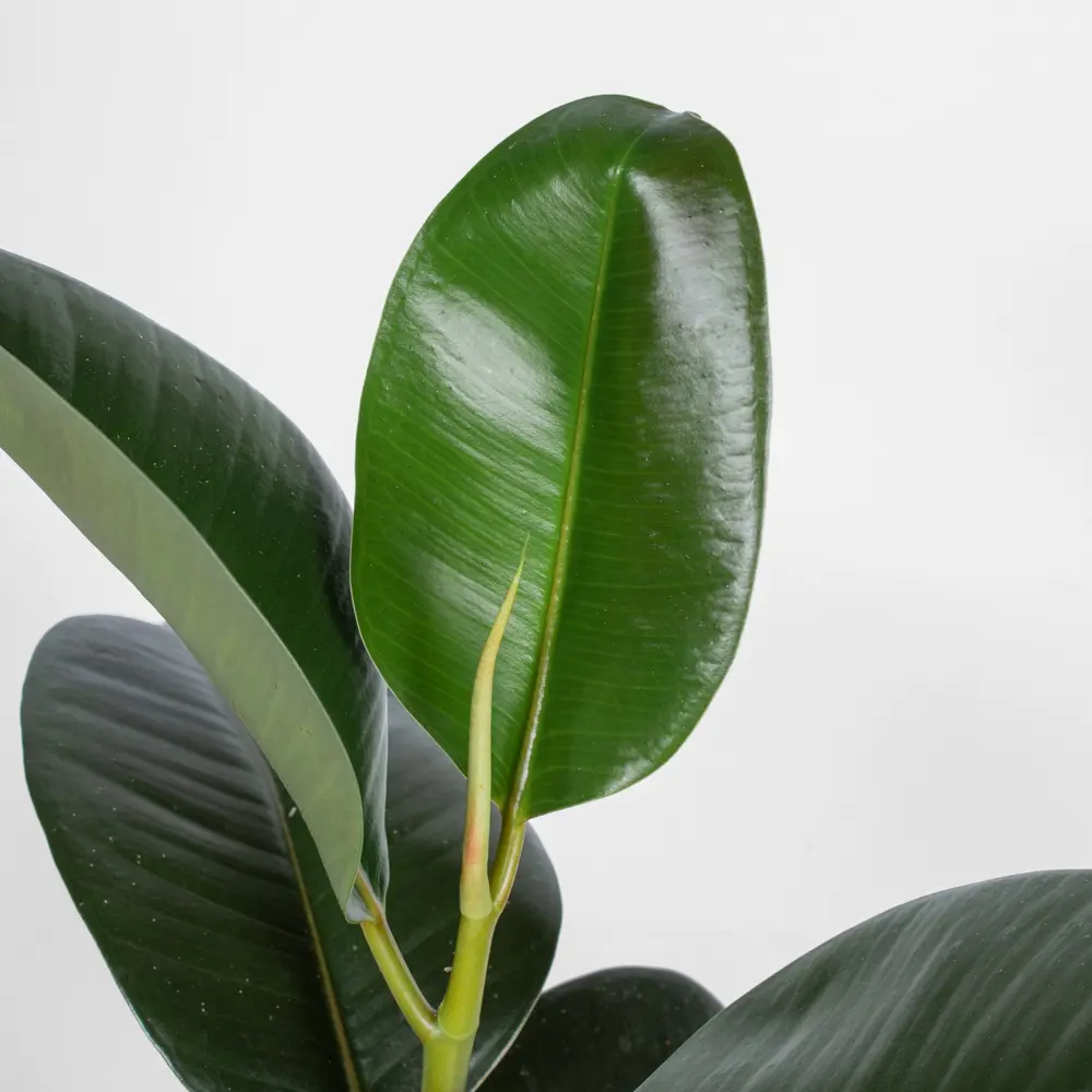 Фикус Эластика Santreyd — изящное комнатное растение для уютного интерьера 85324846 STLM-0061459 - Вид №4