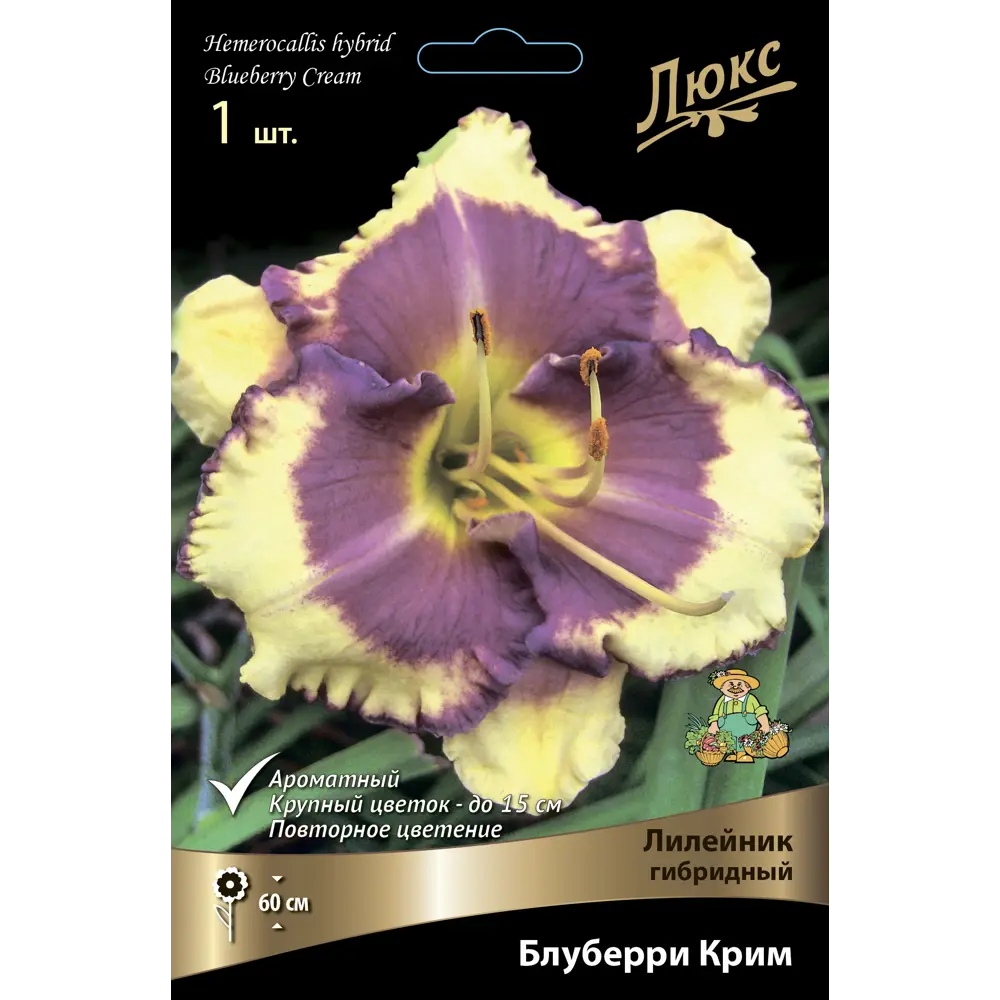 Лилейник гибридный Блуберри Крим 85205703 STLM-2017312 ПОИСК 
