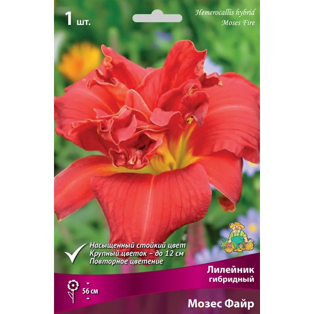 Лилейник гибридный Мозес Файр луковица I 83597580 STLM-2151395 Santreyd 