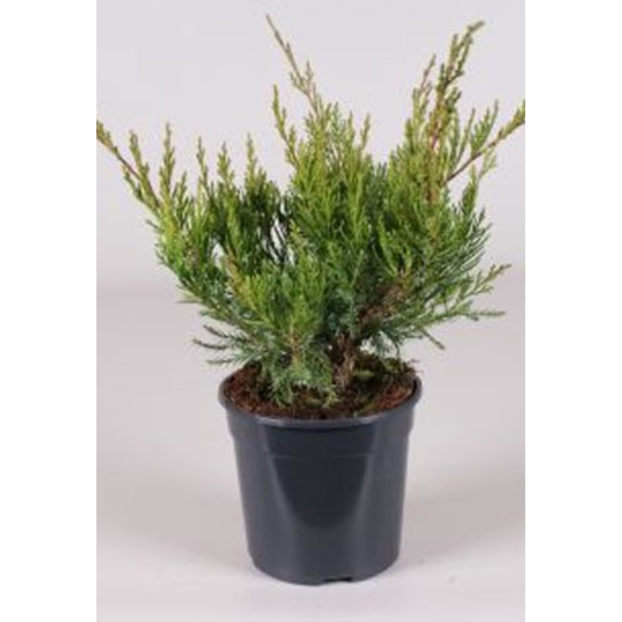 82644360 Можжевельник средний Минт Джулеп h 30 см С2 Santreyd 