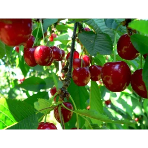 Вишня Шубинка ø20 h140 см 85607961 STLM-2199069