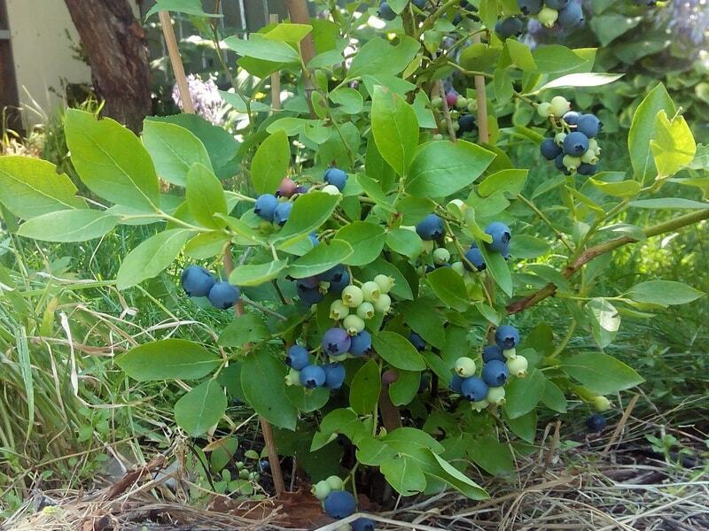 Голубика садовая Блюкорп - саженец в горшке 87691181 PLANTMARKET STLM-0075072