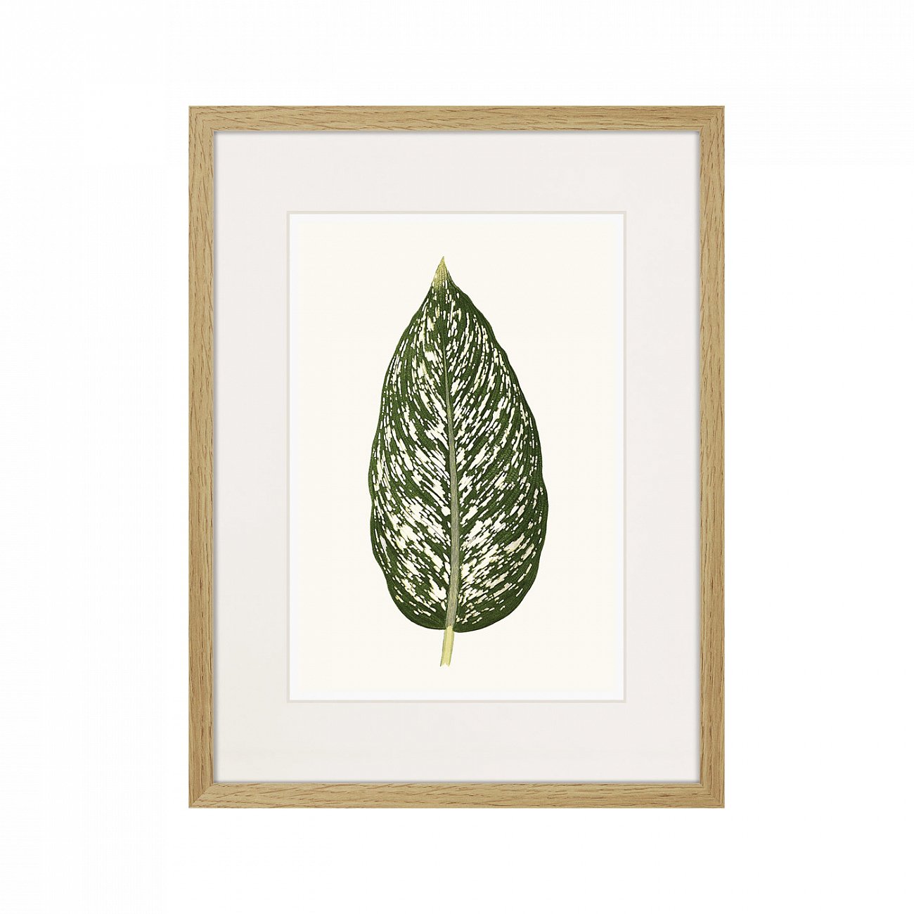Картина: Single leaf of a plant №1, 1865г. КАРТИНЫ В КВАРТИРУ  264453 Разноцветный  - Вид №1