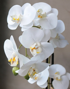 2777 778 a3 Пластиковая орхидея Phalaenopsis, 2-х кратная, горшечная, 45 см, real touch, бежево-белая H-andreas