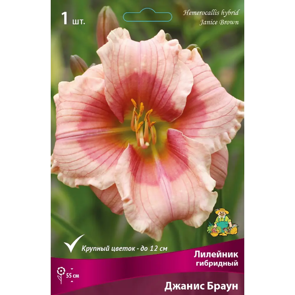Корневище лилейник гибридный Джанис браун разноцветный 82710746 STLM-2191508 Santreyd 