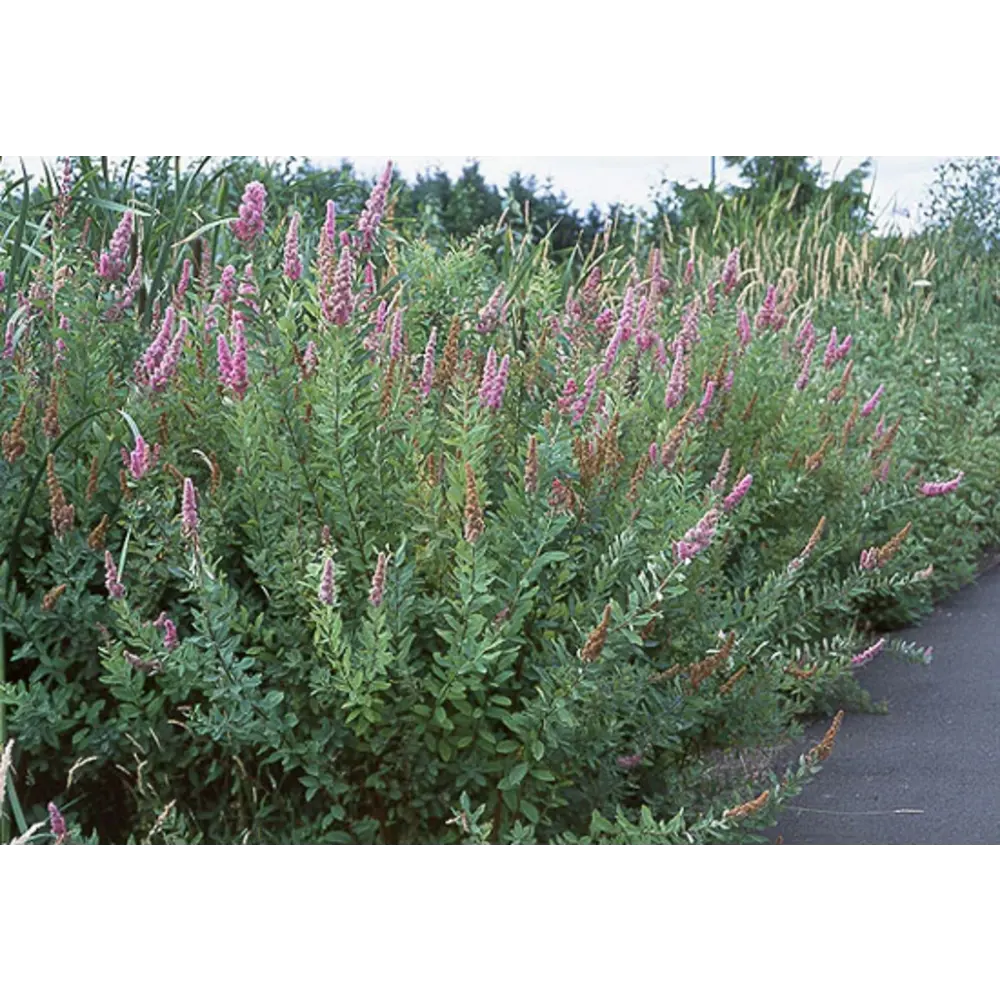 Спирея Дугласа ø19 h60 - 80 см 87691079 STLM-2073166 PLANTMARKET 