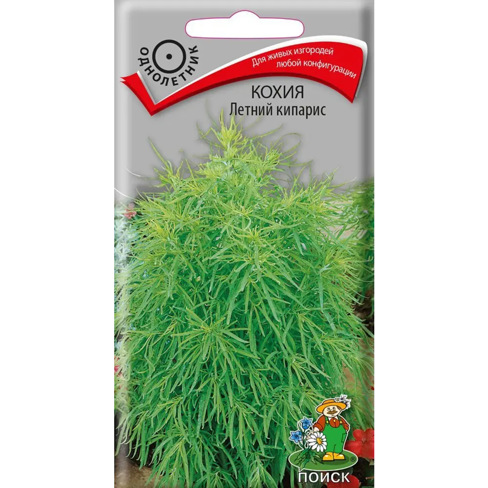 Семена цветов Поиск кохия Летний кипарис STLM-2194260