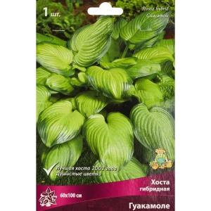 ПОИСК Хоста Гуакамоле - декоративный многолетник для тенистого сада 86410071