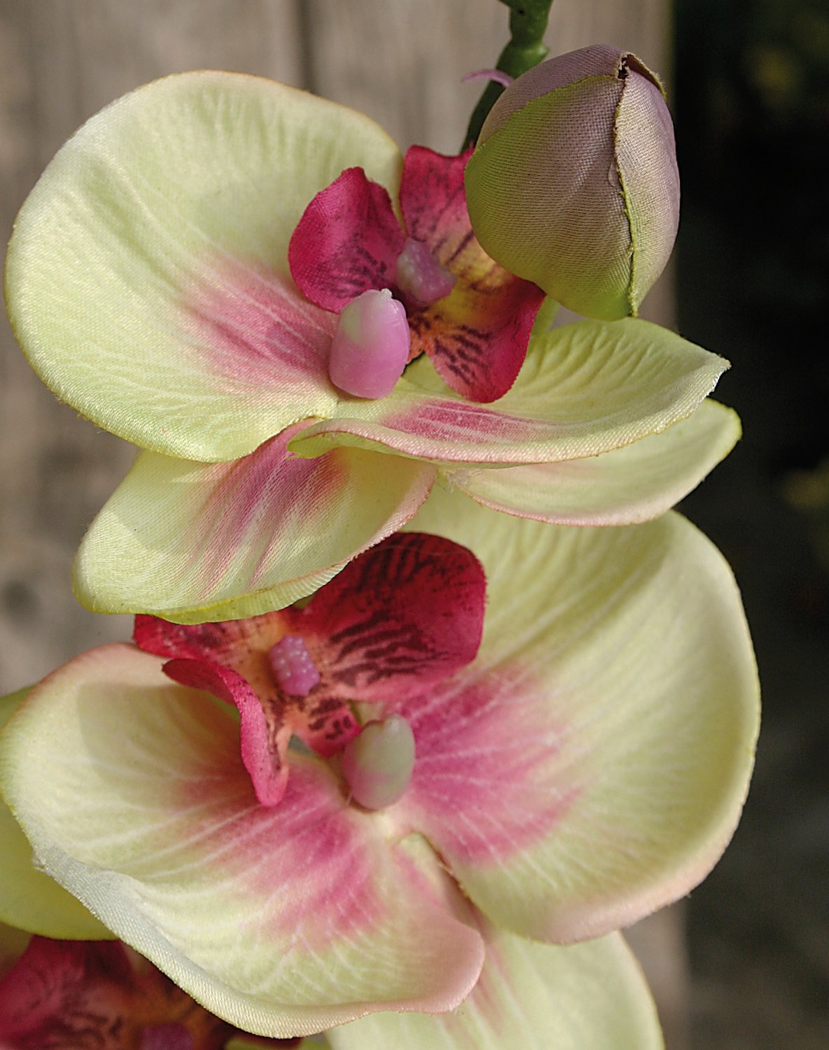 2423 849 a2 Искусственная орхидея Phalaenopsis, 92 см, зелено-бордовая H-andreas  - Вид №1