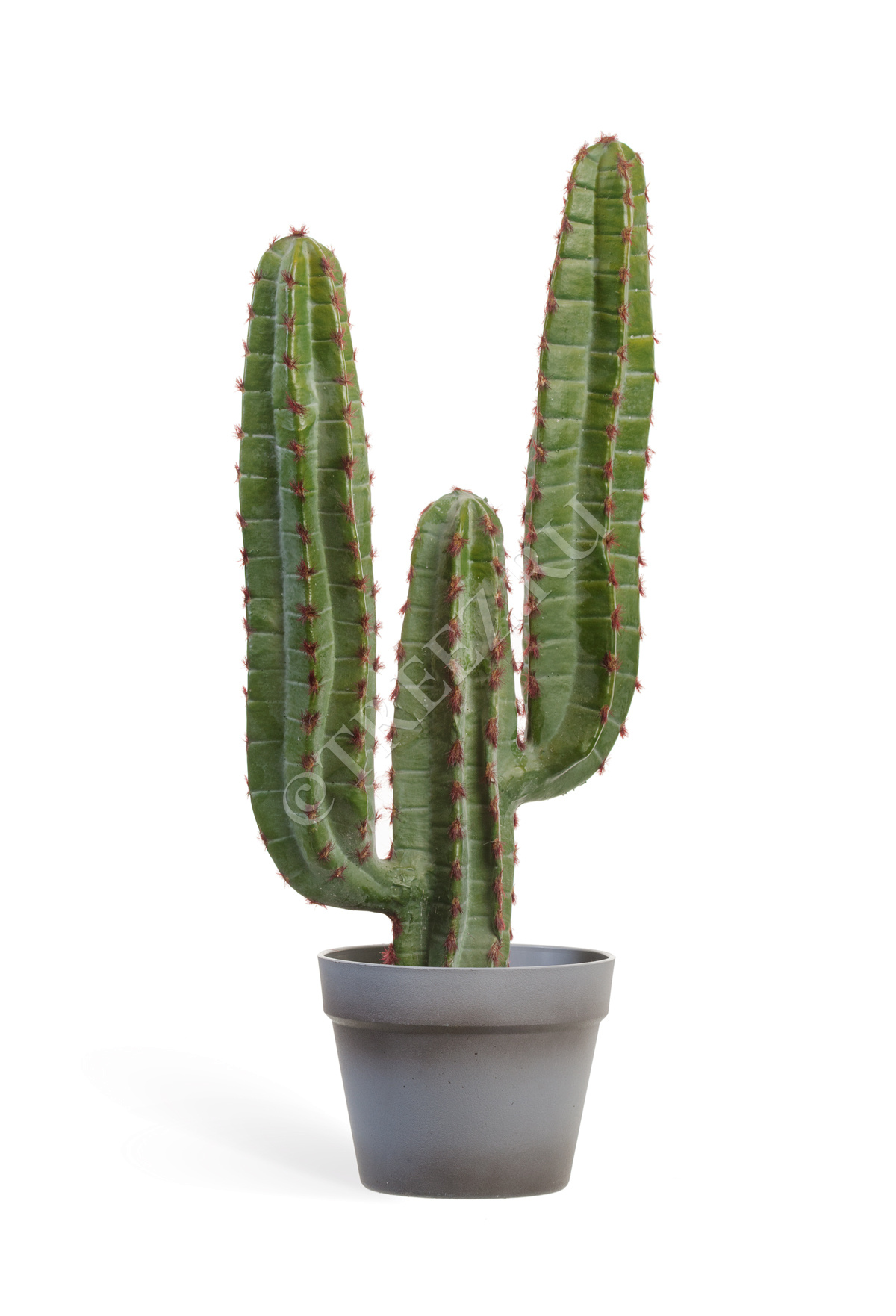 10.091826N Кактус Цереус Мексиканский Цветочная коллекция  - Вид №3