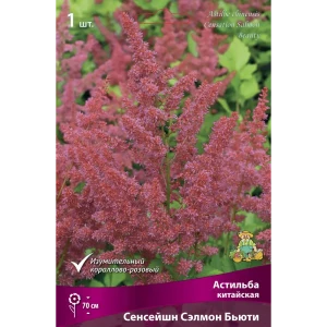 Астильба китайская Сенсейшн Сэлмон Бьюти I 89381309 STLM-2148030
