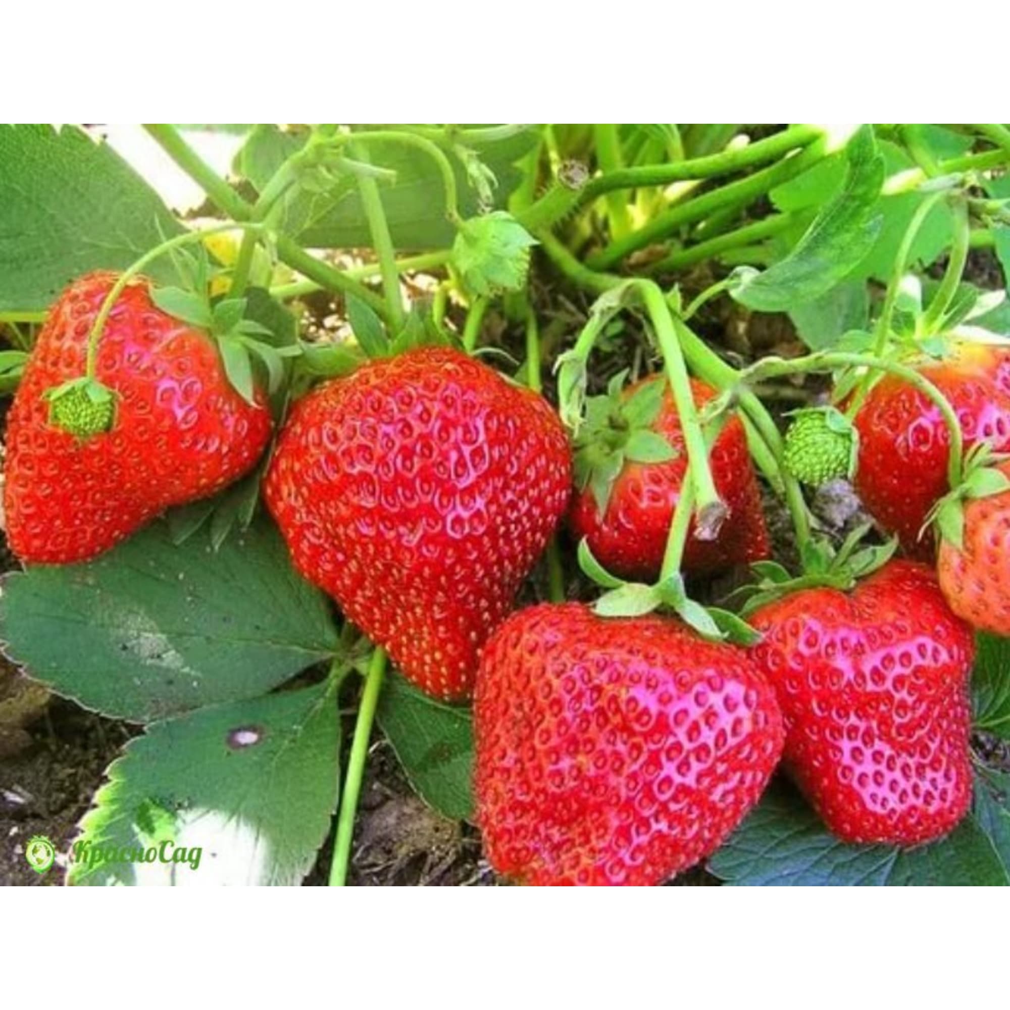 82596903 Земляника садовая «Елизавета-2» C2 Santreyd  - Вид №2