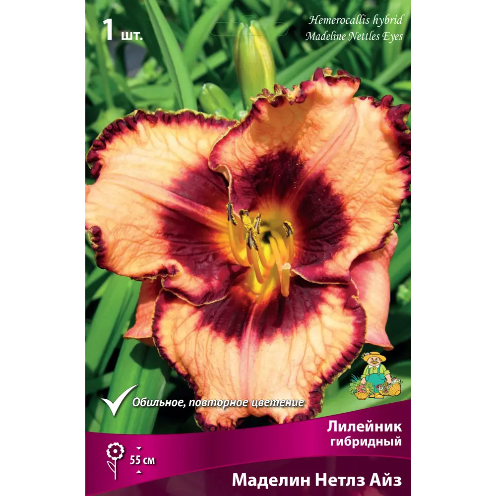Лилейник гибридный Маделин нетлз айз луковица I 88294953 STLM-2144446 Santreyd 