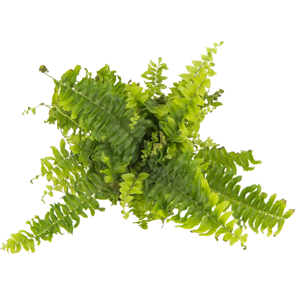 Santreyd Нефролепис Грин Леди — пышный папоротник для дома 13534108 STLM-0003273 - Вид №1