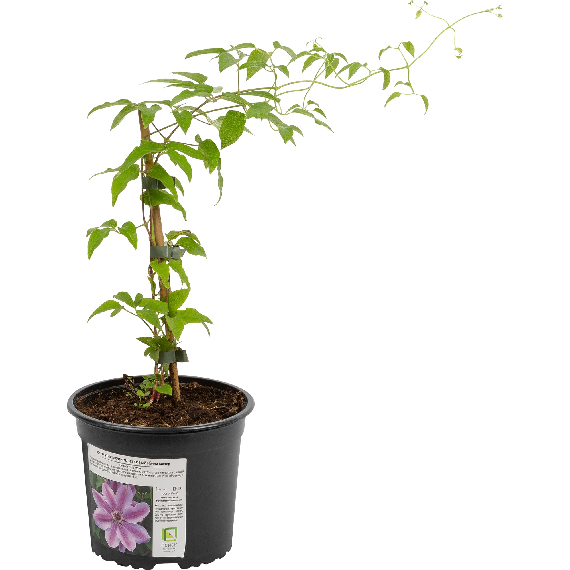 82585308 Клематис крупноцветковый «Нелли Мозер» 17x40 см Santreyd  - Вид №1