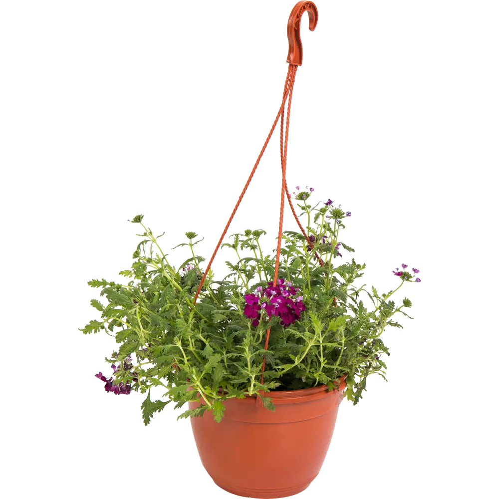 Вербена Santreyd - ароматное украшение для балкона и сада 82650001 STLM-0032839