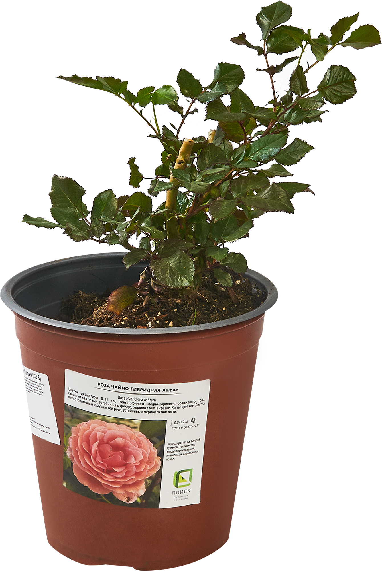 Роза Ашрам Santreyd - чайно-гибридная с медно-оранжевыми цветами 85324123 STLM-0061378 - Вид №1