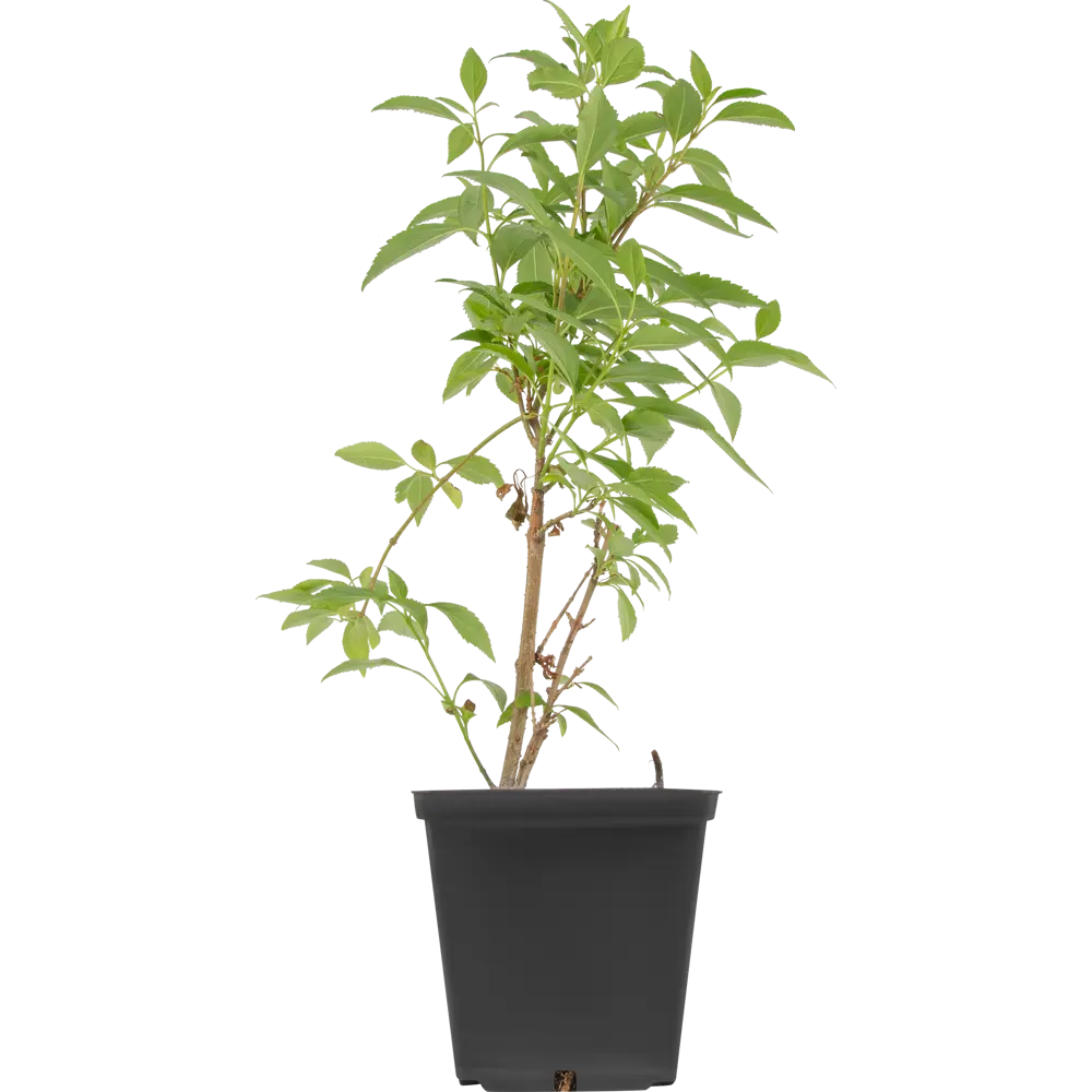 Форзиция Santreyd - солнечный кустарник для вашего сада 81954844 STLM-0015197 - Вид №1