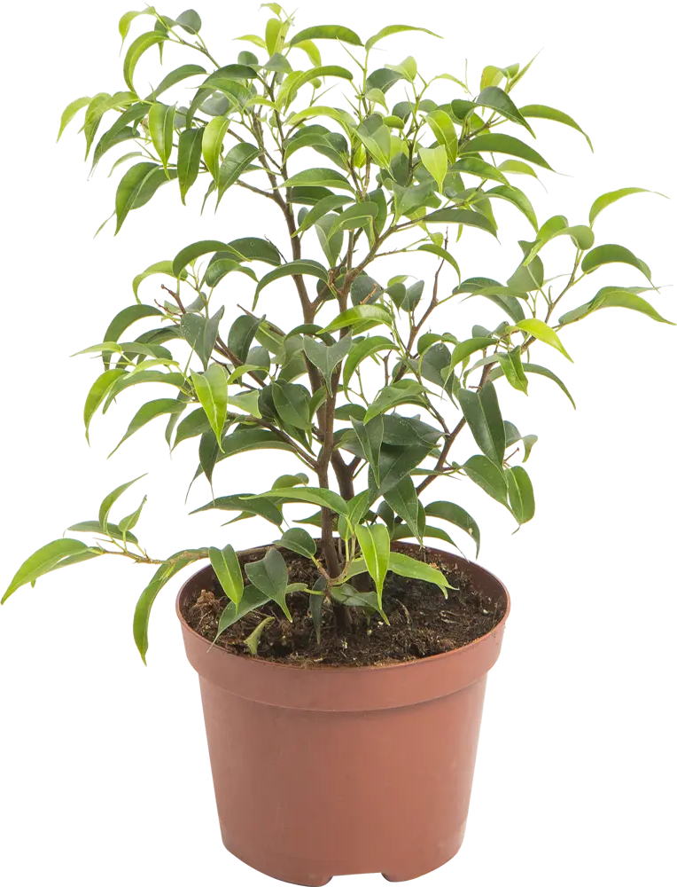 Фикус Бенджамина Golden King от Santreyd - изящное комнатное растение с пышной кроной 82560373