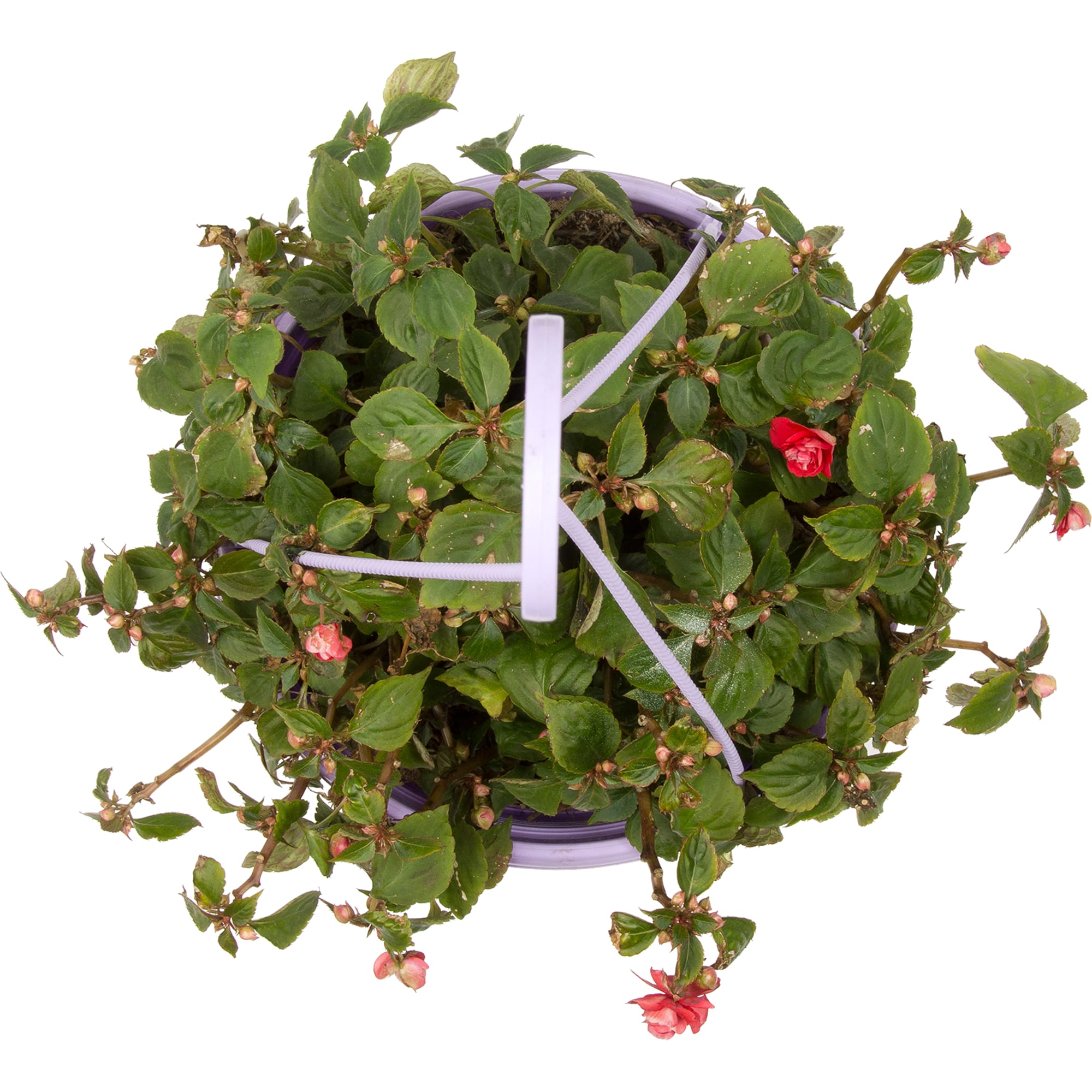 12511924 Бальзамин 21х30 см Santreyd  - Вид №1