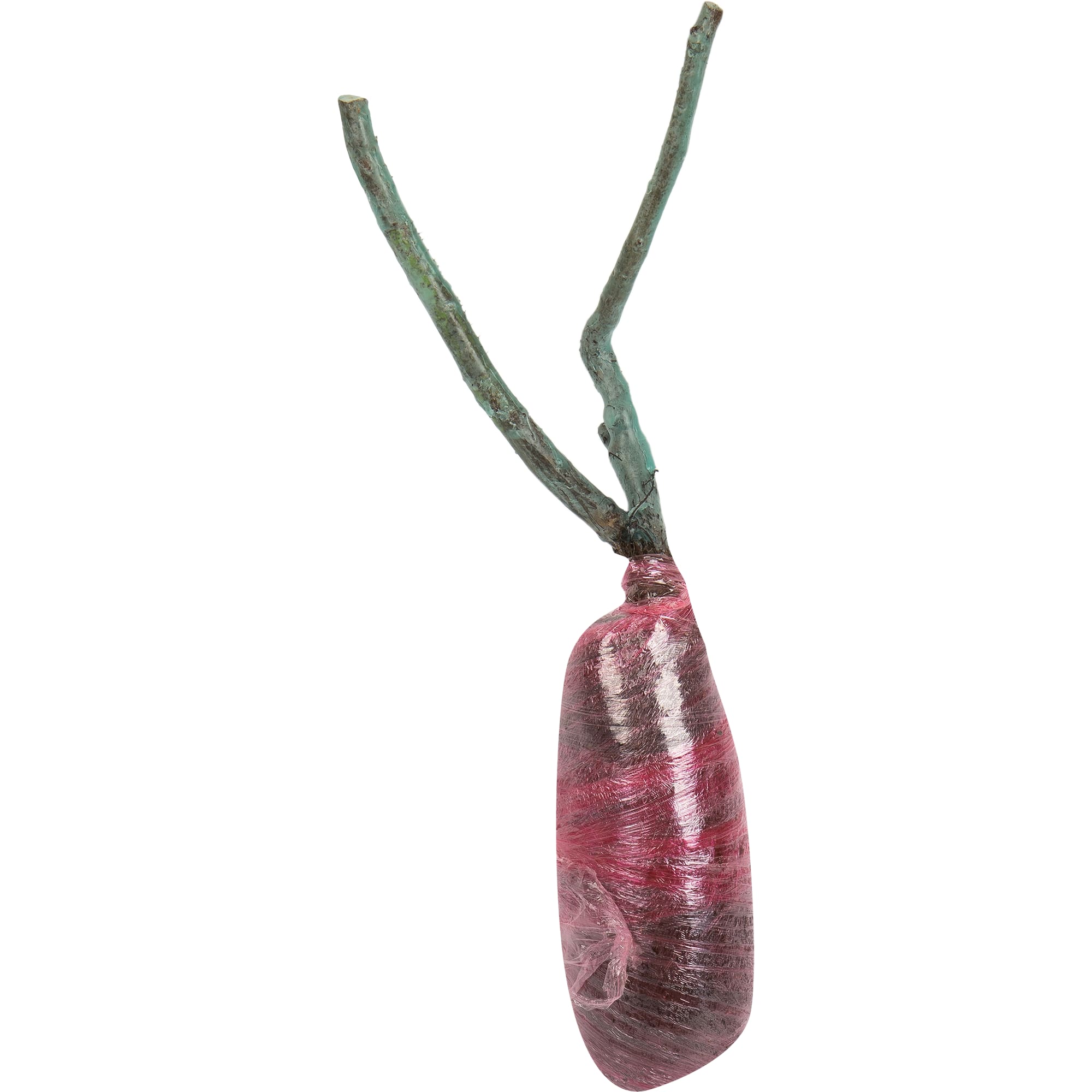 82527398 Роза канадская парковая Луиза Багнет Santreyd  - Вид №1