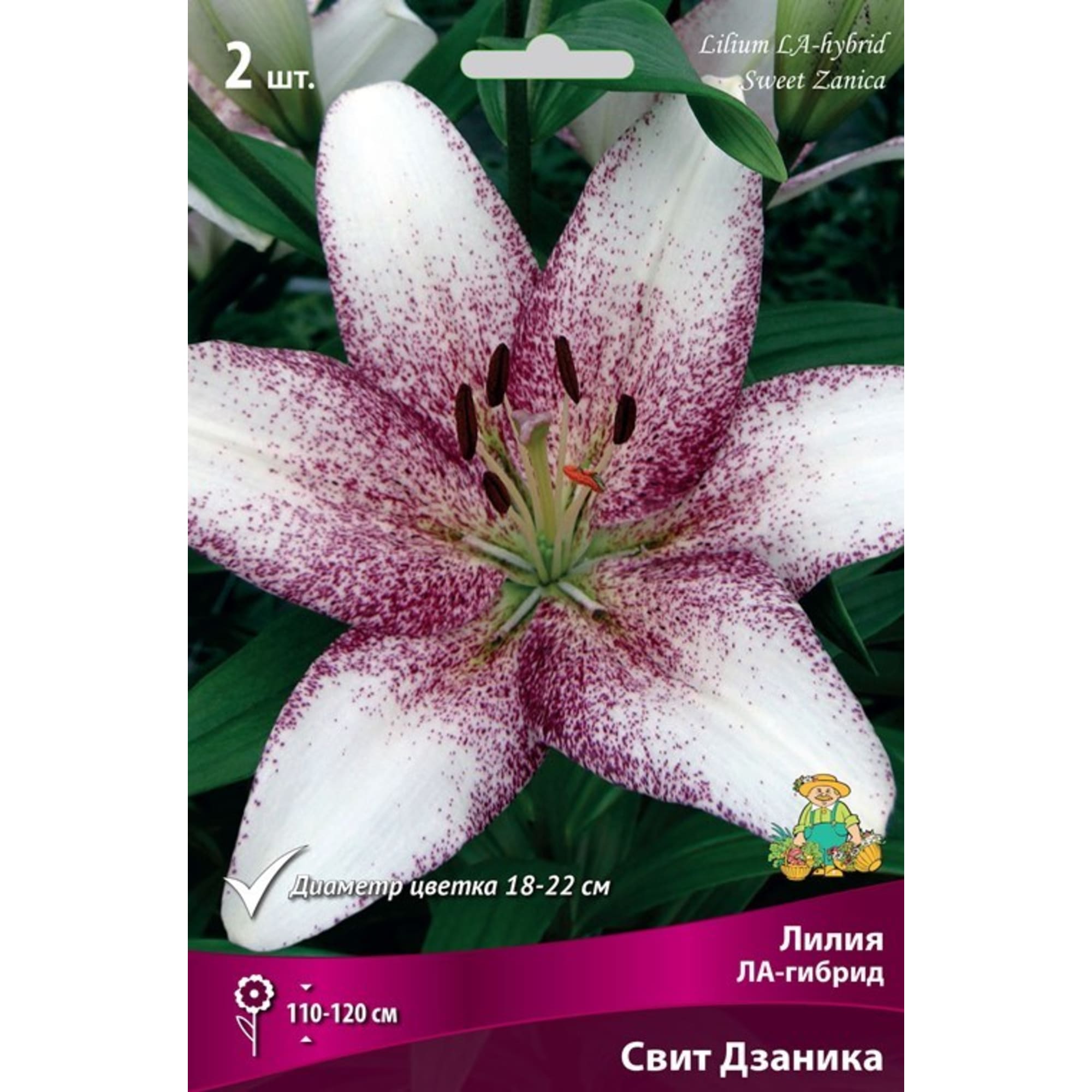 82319579 Лилия ЛА-гибрид «Свит Дзаника», размер луковицы 14/16 Santreyd  - Вид №2