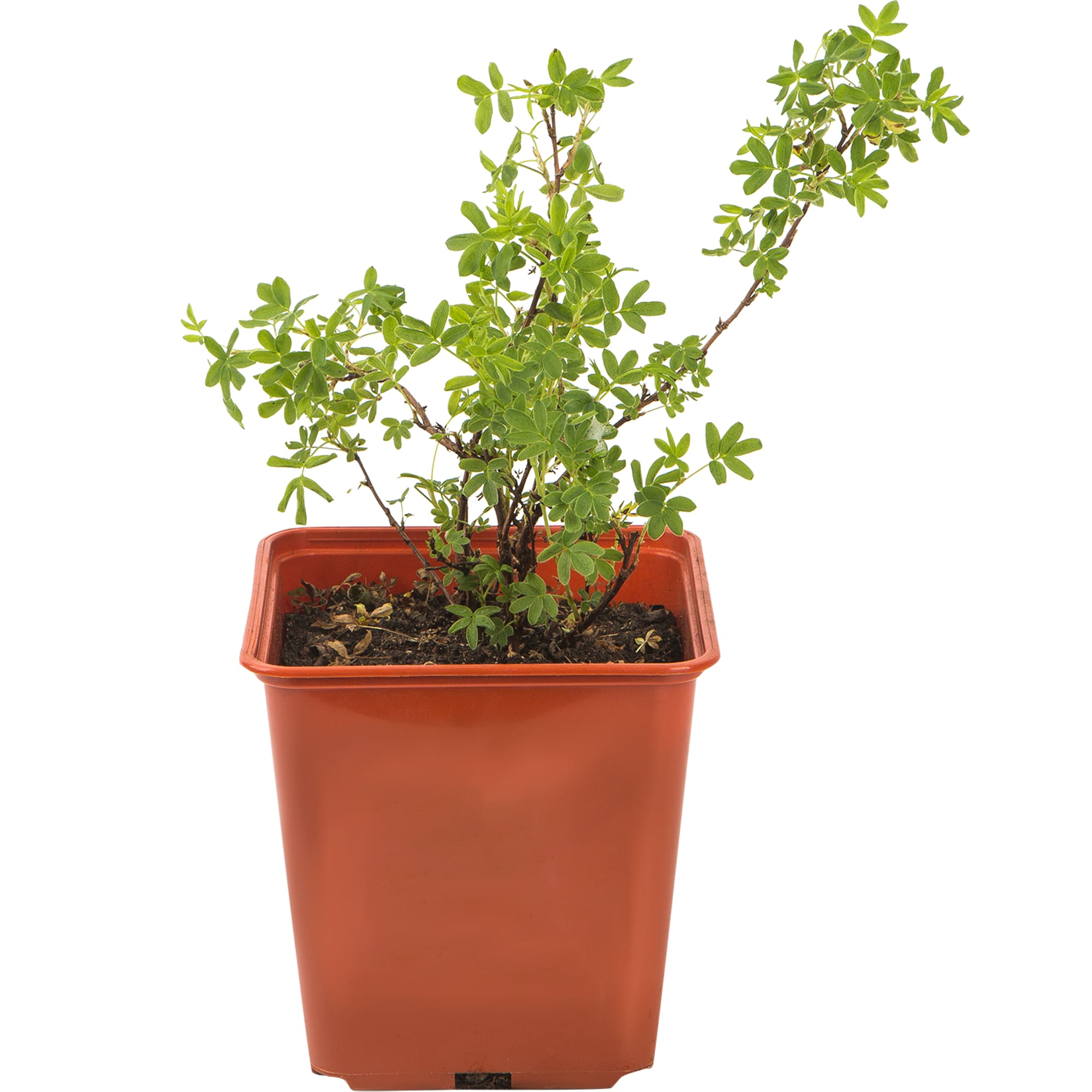 82560416 Лапчатка микс С2 Santreyd 