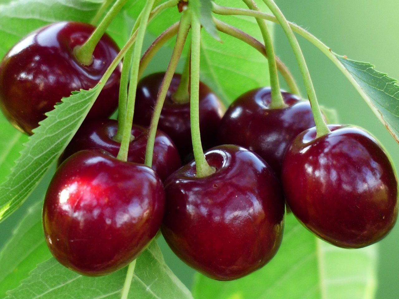 87691167 Черешня Овстуженка ø22 h125 см STLM-0075062 PLANTMARKET