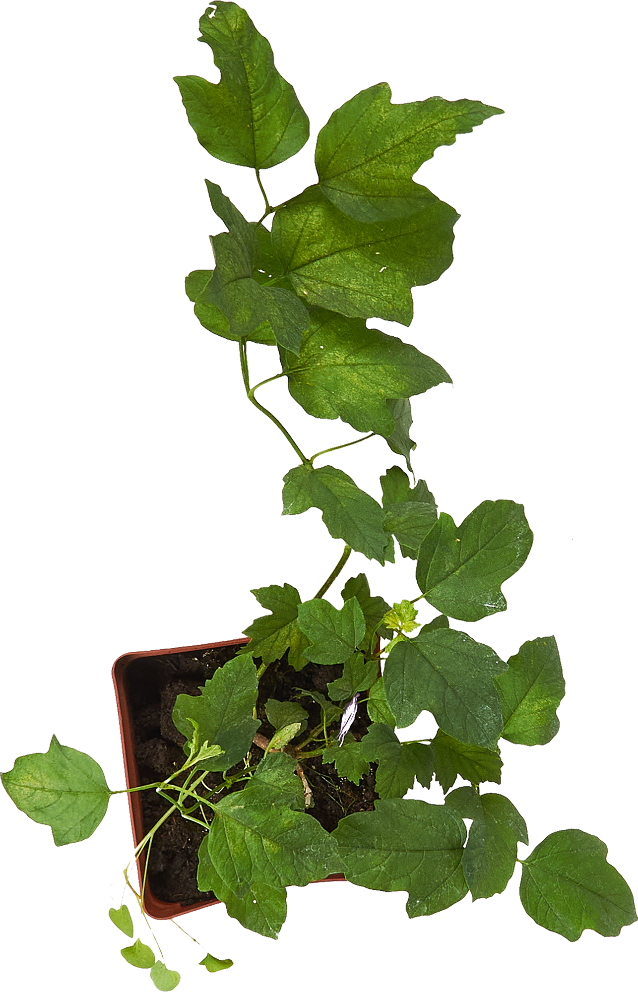 Калина Соузга Santreyd - плодовый кустарник с целебными ягодами 85607981 STLM-0064584 - Вид №2