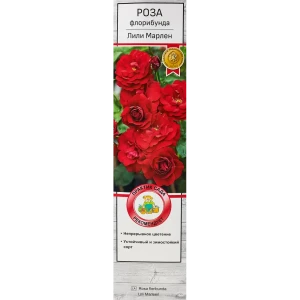 Розы флорибунда «Лили Марлен» 18348443 STLM-2138087