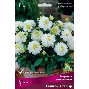 Георгина декоративная Гэллери Арт Фэр луковица I 83593762 STLM-2054309