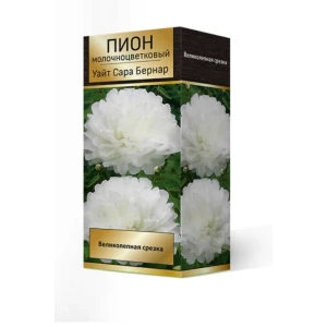 Пион травянистый Уайт Сара Бернар луковица 2-3 83600333 STLM-2032214