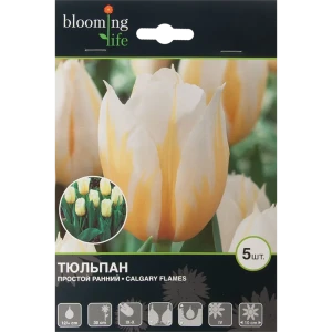 Тюльпан Калгари Флеймс 12/+, 5 шт 17977352 STLM-2133204