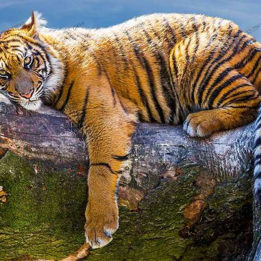 L-097 Фотообои DIVINO L&P 2х1.47 м L097