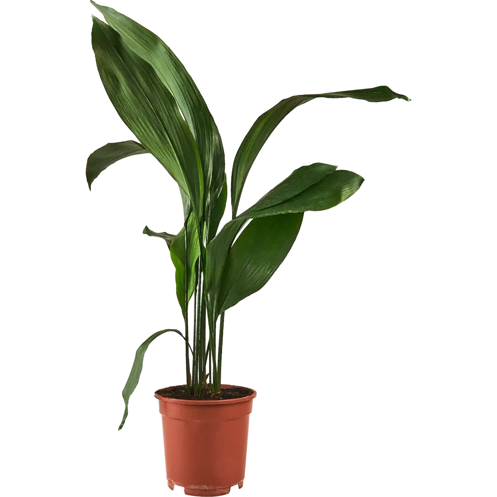 Santreyd Аспидистра Элатиор — изысканное комнатное растение с пышной листвой 87819684 STLM-0075884 - Вид №1