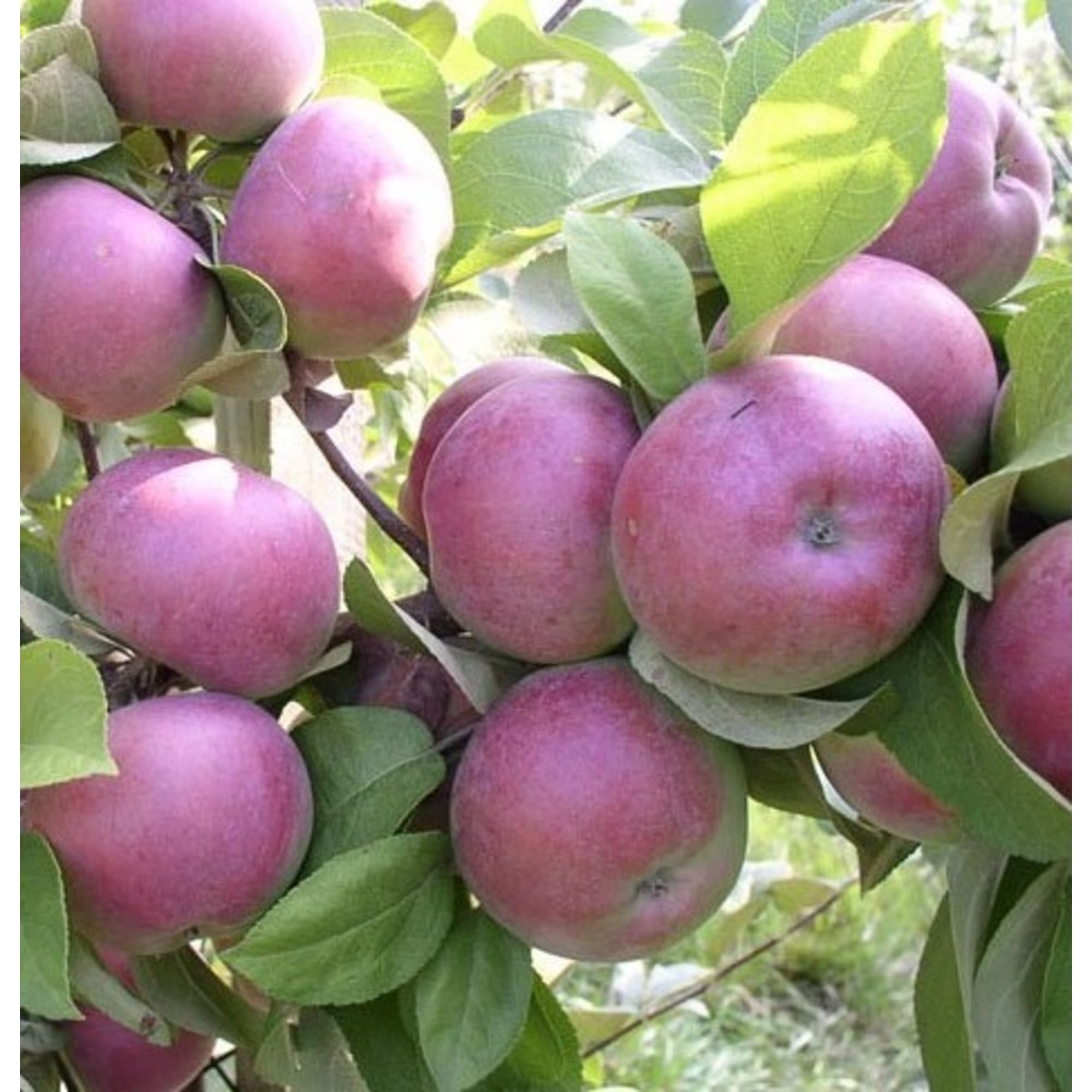 85608230 Яблоня Спартан ø20 h140 см Santreyd 