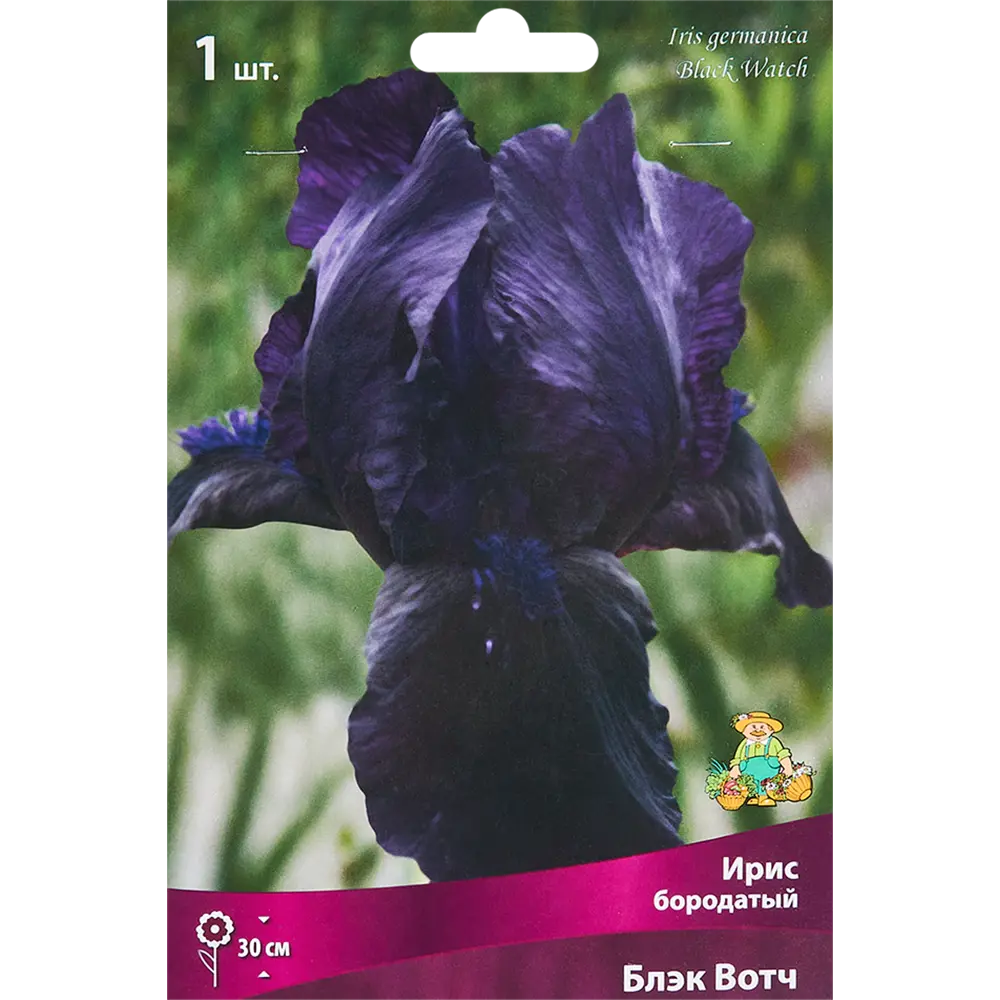 Ирис бородатый Блэк Вотч - корневище фиолетового ириса 86410653 ПОИСК STLM-1573493
