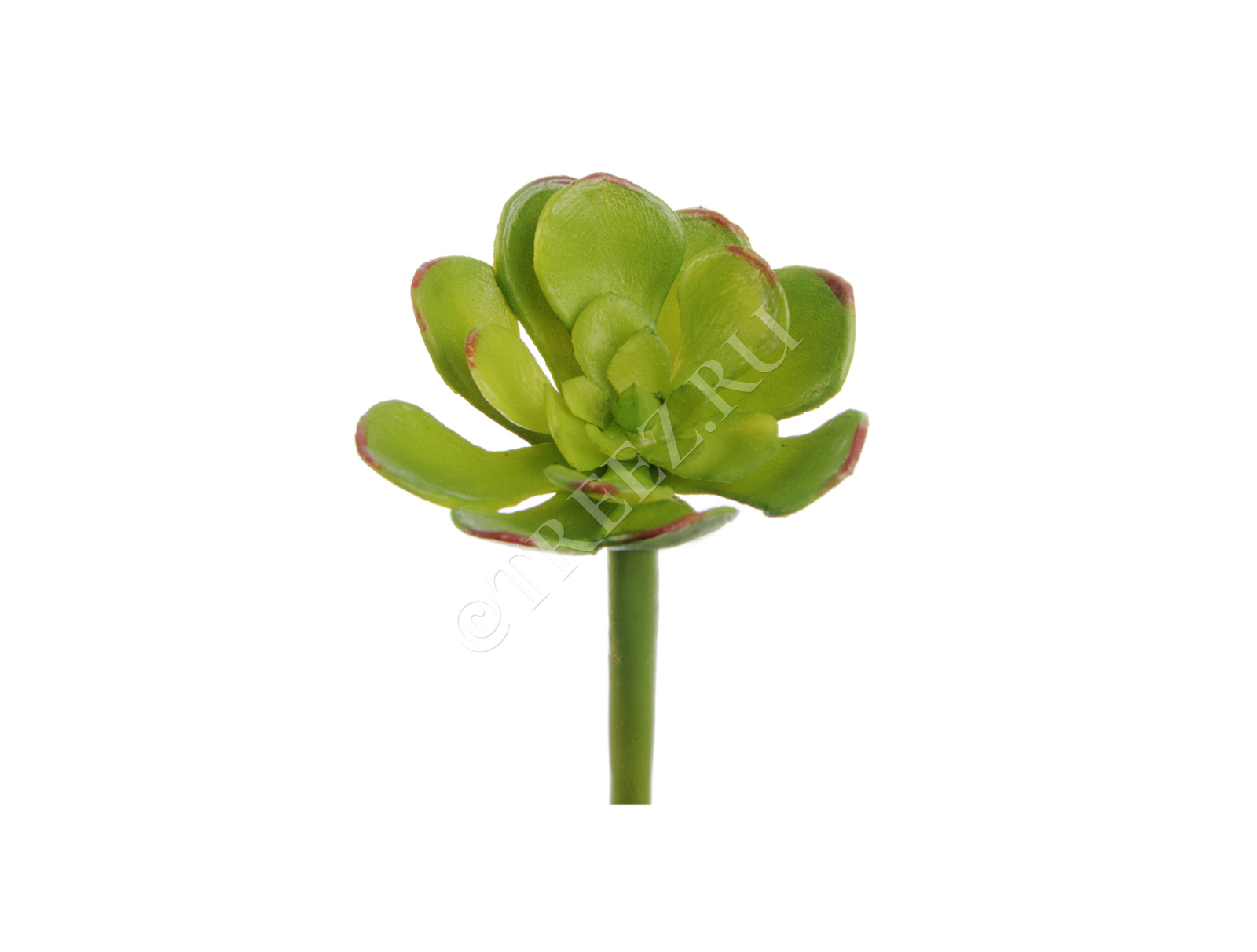 30.0616197GR Мини-суккулент Эониум Декорум зелёный Цветочная коллекция 